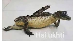 Oh iya musim hujan telah datang dibeberapa daerah jangan lupa jaga kesehatan bray dan ane doain semoga ente lancer dalam melakukan rutinatas tiap hari serta dapat rejeki yang cukup untuk. 5 Foto Editan Buaya Berpose Ini Kocak Bikin Ngakak Hot Liputan6 Com