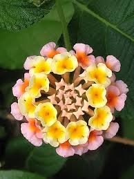 Image result for Lantana angolensis