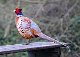 Small Brown Bird With White Ring Around Neck Pin On Birds