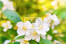 This flower symbolizes attachment and sensuality while the little jasmine flowers symbolize modesty, grace, and elegance. White Jasmine Flowers Canvas Prints For The Wall Canvas Prints Beatiful Jessamine Jasmine Myloview Com