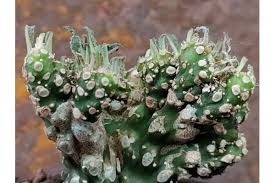 Image result for Dorstenia schliebenii