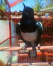 Pilihlah multivitamin dan mineral yang memang sudah di format dan dikemas khusus untuk burung. Nama Yang Bagus Buat Burung Love Bird Indah