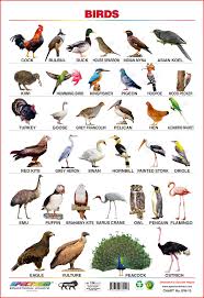 Garden Birds Names Diy Craft