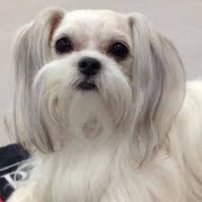 The gender of the puppy matters, as females are often more expensive than males, and its size and color will affect price too. So Fine Mi Ki Puppies Home Facebook