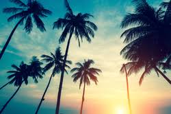Palm trees are angiosperms, which means flowering plants. Beautiful Palm Trees Against The Sky Sticker