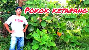 Daun ketapang adalah cara alami untuk penyembuhan ikan cupang. Cara Proses Daun Ketapang Badol Style Betta Fish Pawer Youtube