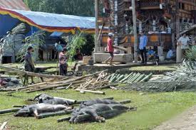 Ritual Penahbisan Rumah Adat Di Toraja