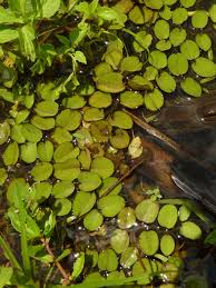 Image result for Salvinia hastata