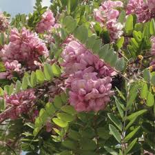 Robinia Hispida Rosea Acacia Rose Plante Arbuste Fleur Rose