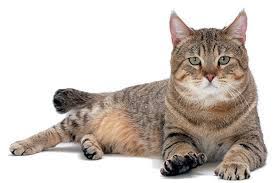 All About Pixiebob Cats Catster