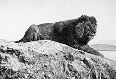 Последние твиты от atlas fc (@atlasfc). Panthera Leo Leo Wikiwand