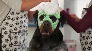 SHOW DOGS, Unleashed and Undercover. If Dogs Could Talk!