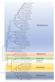 Image result for Tridactyle virgula