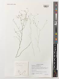 Image result for Wahlenbergia paludicola