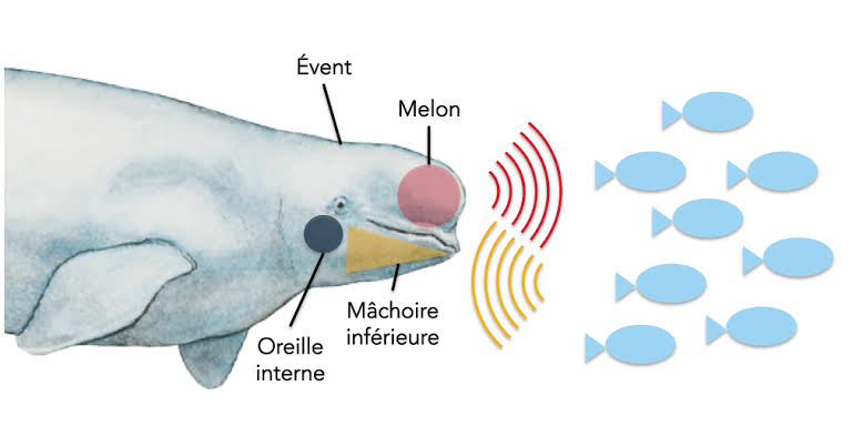 The mechanics of dolphin echolocation, do AI tạo