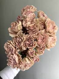 Well, worry no more all. Pictures Of Carnation Flowers