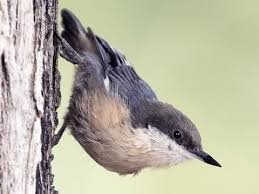 Black Bird With White Chest And White Tipped Tail Pin By Judith Rawls On Arizona Birds In 2020 Nuthatch Ornithology Nuthatch Bird