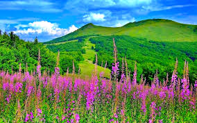 We did not find results for: Free Download Picturesque Scenery With Wonderful Pink Flowers Hd Wallpapers 2560x1600 For Your Desktop Mobile Tablet Explore 47 Beautiful Scenery Wallpaper Flower Wallpapers Beautiful Hd Wallpapers For Desktop Natural