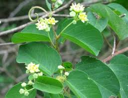 Image result for Helinus