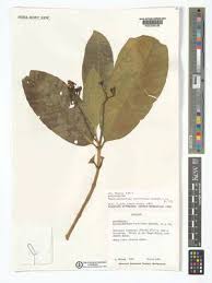 Image result for Tabernaemontana ventricosa