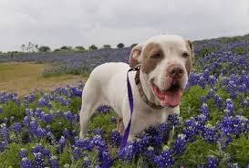 Our transfer program provides a special needs dog with a second chance when dolly came to larimer humane society, it was clear that she would be a special case. All Aboard Animal Rescue You Can Make A Difference