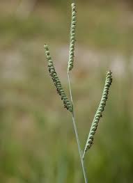 Image result for Paspalum plicatulum