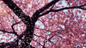 Sakura tree gifs | tumblr. Cherry Blossom Animated Wallpaper Youtube