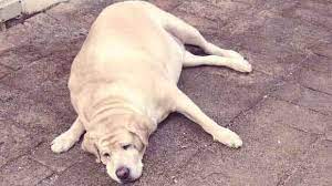 Some dog food brands are made for specific breeds.you'll also find dog food based on the age, size, or energy level of your dog. The 7 Breeds Most Likely To Become Fat Dogs Petcarerx