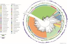 Image result for Bacteroidaceae
