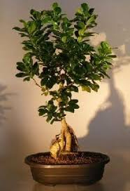 We did not find results for: Ginseng Ficus Bonsai Tree For Sale Root Over Rock Style 2 Ficus Retusa Bonsai Tree Gardener