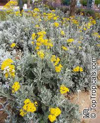 Image result for Senecio mariettae