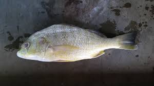 Ragah gerut gerut is on facebook. Ikan Gerut Ikan Siakap Tengak Ikan Ikan Murah Utara Facebook