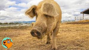 Image result for pig