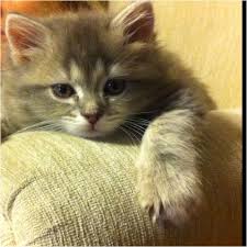 Tiny Kitty With Huge Paws