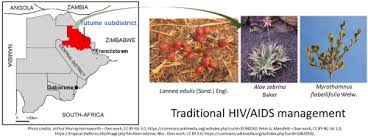 Image result for Agelanthus lugardii