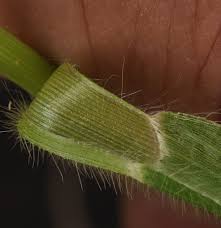 Image result for Panicum adenophorum