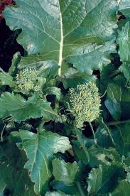 This veggie villain fools you once again with the names of his varieties of broccoli rabe. Broccoli Raab Cima Di Rapa Seeds 1 95 From Chiltern Seeds Chiltern Seeds Secure Online Seed Catalogue And Shop
