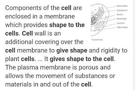 Check spelling or type a new query. What Gives Shape To The Cells Brainly In