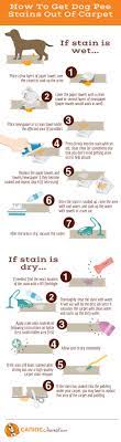 How To Get Dog Pee Smell Out Of Carpet Best Cleaner For Dried Old Urine Caninejournal Com