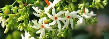 Harsingar Medicinal Uses Benefits And Its Side Effects Lybrate