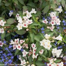 Maybe you would like to learn more about one of these? Sonic Bloom Pearl Reblooming Weigela Weigela Florida Proven Winners