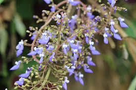 Image result for Coleus melleri