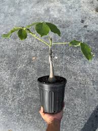 Image result for Pseudobombax