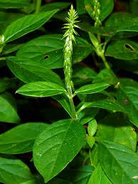 Image result for Achyranthes