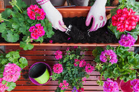 Spring and summer purple cute flower border png picture. Gardening Different Spring And Summer Flowers Flower Box And Gardening Tools Potting Stockphoto