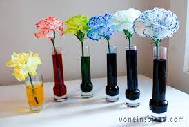 Food coloring shouldn't affect the way a plant grows, but it should help you see the way water moves through a plant. Rainbow Flowers Vone Inspired