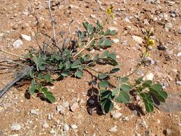 Image result for Senna italica