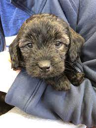 Mini golden doodle coloring pictures : Mini Goldendoodle Brindle Coloring Mini Goldendoodle Cute Animals Goldendoodle
