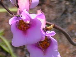 Image result for Eulophia cucullata