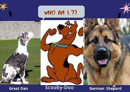 That makes scooby doo at least 59 at the time of writing this. What Kind Of Dog Is Scooby Doo Fantasy Vs Reality Milumimi Com A Useful Blog For Dog Cat Lovers